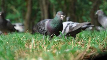 vista de ángulo bajo de las palomas comen pan o comida en la hierba. primer plano de la paloma de carreras de velocidad en el parque video