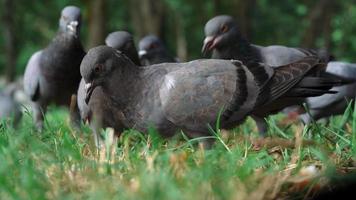 Low angle view of pigeons eat bread or food on grass. closeup speed racing pigeon in the park