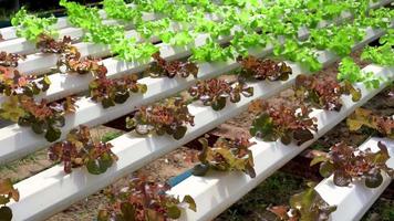 petite laitue de chêne vert et de chêne rouge est contre le vent. laitue de chêne vert et de chêne rouge qui se trouve dans la ferme maraîchère hydroponique. video