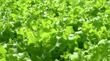 nahaufnahme grüner eichensalat ist gegen den wind. grüner Eichensalat, der sich in der hydroponischen Gemüsefarm befindet. video