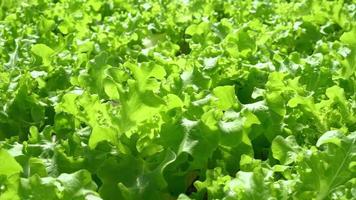 primo piano lattuga di quercia verde è contro il vento. lattuga di quercia verde che si trova nell'orticoltura idroponica. video