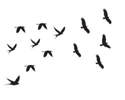 siluetas de aves voladoras sobre fondo aislado. ilustración vectorial vuelo de pájaro aislado.