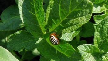 Colorado potato beetle eats a potato leaf close up side view. Harmful insects video