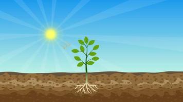 processus de photosynthèse animation 4k avec arbre vert, soleil brillant et vecteur de sol dur. un arbre se nourrit du soleil et du sol 4k. une plante produit de l'oxygène et du sucre à partir de la lumière du soleil. video