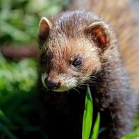 Felbridge, Surrey, UK, 2009. Close-up of an European Polecat photo