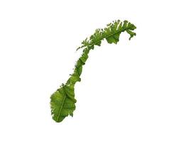 Norway map made of green leaves on white background ecology concept photo