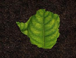 Zimbabwe map made of green leaves on soil background ecology concept photo