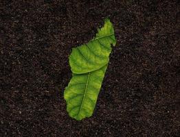 Madagascar map made of green leaves on soil background ecology concept photo