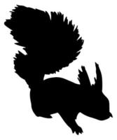 Squirrel vector icon on a white background.