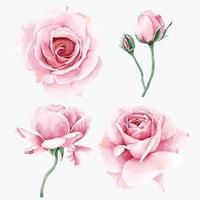 Watercolor rose flower collection vector