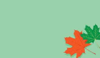 Red maple leaf and green maple leaf blank pastel color background for your text , picture , copy space and other vector