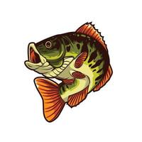 bass fish illustration vector design