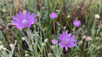 stäpp lila blomma med regndroppar video