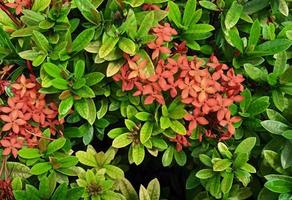 Beautiful natural green leaves and red flower of santan flower. Ixora coccinea plant. Nature background design. Colorful leaves background. Plant concept. Earth day concept. photo