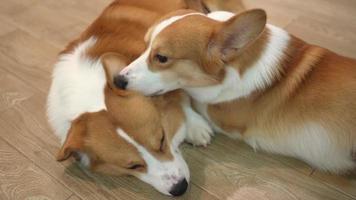 two cute corgi dogs at home, lying on the floor video