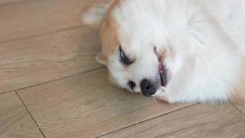 cão welsh corgi em casa. adorável animal de estimação. momento engraçado, corgi dormindo. video