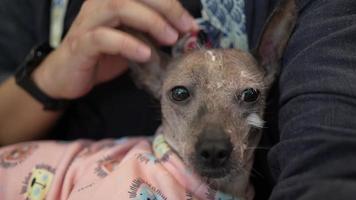 hairless dog loved by humans video