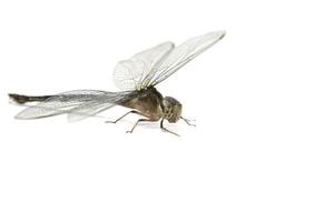 Dragonfly- are winged insects that fly and find food. It is a small insect of various colors and species on a white background. photo