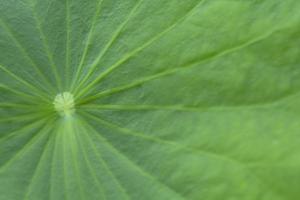 detail and natural pattern of lotus leaves in which the sunlight shines in the morning creates a beautiful shiny reflection. photo