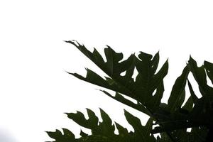 Raw papaya leaves, white background, gray sky on a day when the back is overcast from rain. No sun, overcast, shady, allowing to see the leaves and the natural beautiful patterns. photo