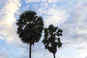 palm trees in the evening Beautifully colored sky with clouds in the background in the evening before sunset today in a natural beauty in rural Thailand. photo