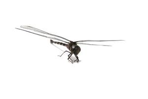 Dragonfly- are winged insects that fly and find food. It is a small insect of various colors and species on a white background. photo