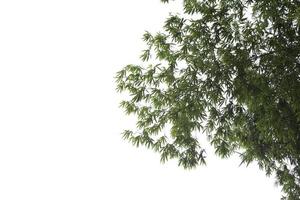 pequeñas hojas de bambú verde sopladas por el viento natural ventoso sobre fondo blanco aislado. foto