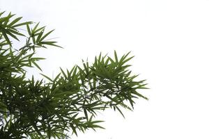 pequeñas hojas de bambú verde sopladas por el viento natural ventoso sobre fondo blanco aislado. foto