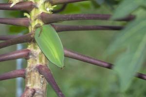 Papaya trees and petioles are naturally purple on days when the sky is overcast from rain. No sun, overcast, shady, allowing to see the leaves and the natural beautiful patterns. photo
