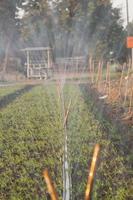 Watering vegetables with Springer in a rural farmer's morning glory plot in the warm evening sun in the winter before the sun sets. photo