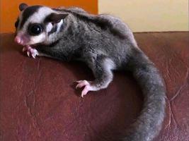 sugar glider is crawling photo