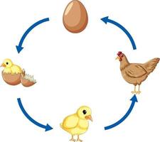 Chicken life cycle diagram vector