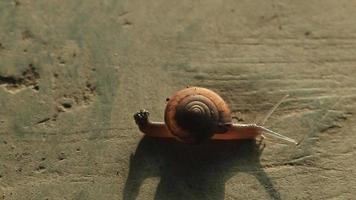 Snails walking or creeping in the nature of slime creatures on the cement floor that are abundant in the rainy and early winter seasons are devastating to farmers' crops and many crops. video