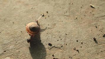 Snails walking or creeping in the nature of slime creatures on the cement floor that are abundant in the rainy and early winter seasons are devastating to farmers' crops and many crops. video