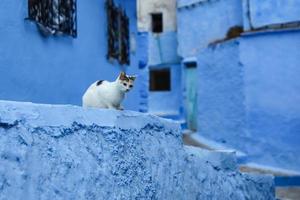 gato en chefchaouen, marruecos foto