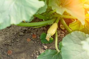 Close up of zucchini fruit, plants and flower grown in an ecological field photo