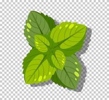 Peppermint leaves isolated on grid background vector
