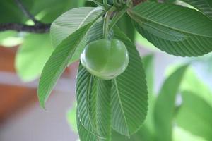 A young fruit of Elephant apple is on branch and green leaves. photo