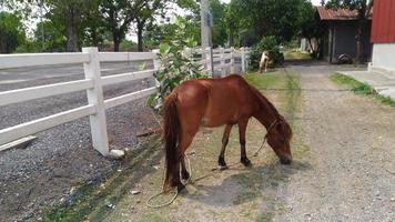 el joven caballo marrón al lado de la valla blanca está comiendo hierba en el suelo. foto