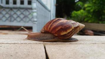 Snail on light brown floor , Thailand. photo