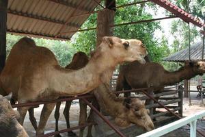 Camels are standing under roof and relax. photo