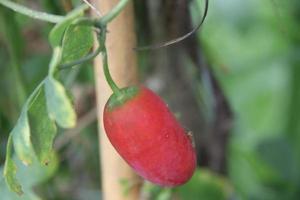 A red fruit of Ivy Gourd or Coccinia is on branch and blur background. photo