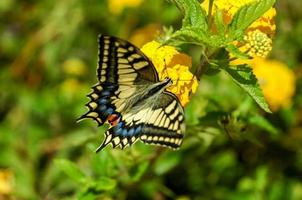 Butterfly on yellow flower photo