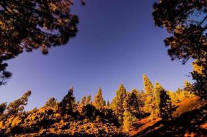 Morning Scene in the Forest photo