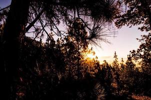 Morning Scene in the Forest photo