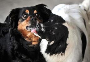 amor en familia de dos perros foto