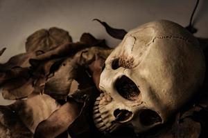 Skull with Dry leaf , still life photo