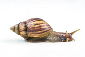 snails on white background photo