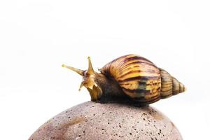 snails on white background photo