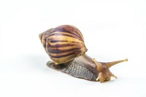 snails on white background photo